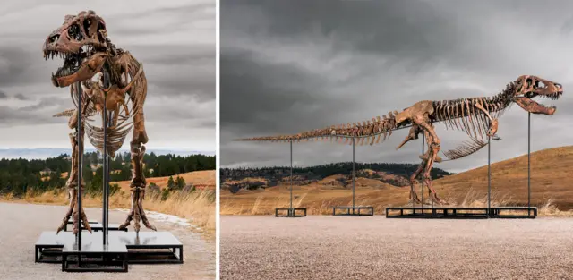 A composite image shows two angles of Gus the T. rex on the plinth on the roadside. On the left, a front-on view of the head and legs, and on the right, the full profile of the skeleton showing a long tail.