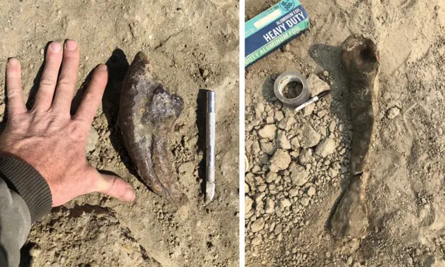 A composite image shows on the left a claw fossil next to someone's hand, splayed on the ground for size reference, and on the right a metatarsal fossil next to excavation tools on the ground.